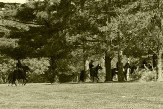 Mounted troops reconnoiter through the trees